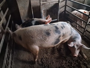 Porci de carne de vanzare - imagine 5