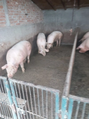 porci de vanzare - imagine 3