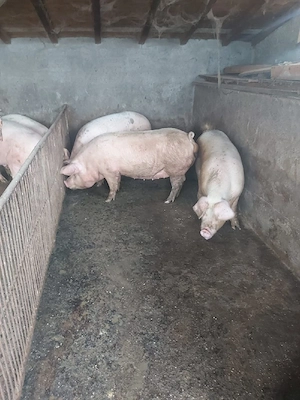 porci de vanzare - imagine 5