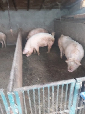 porci de vanzare - imagine 4