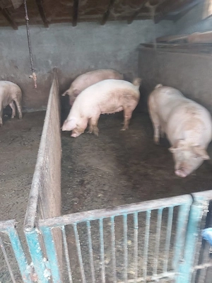 porci de vanzare