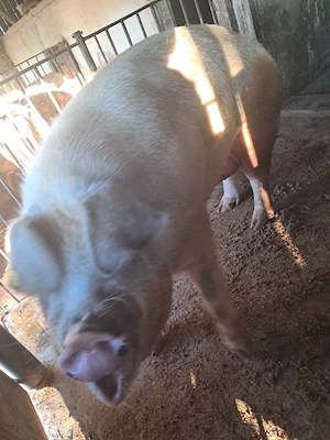 Vand porci tineri