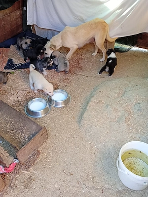 Căței cu limba albastra in adopție  - imagine 3