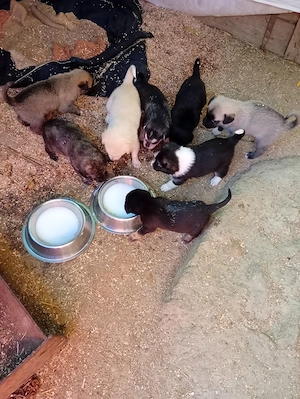 Căței cu limba albastra in adopție  - imagine 4