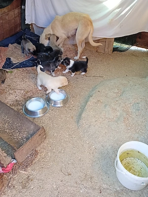 Căței cu limba albastra in adopție  - imagine 2