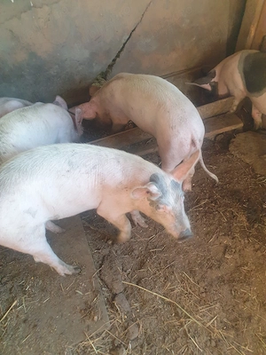 vând grăsimi 4 luni jumate 
