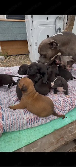 Pui Amstaff Blue  - imagine 3