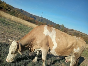 Vaca cu vitel ,varsta 6 ani - imagine 2