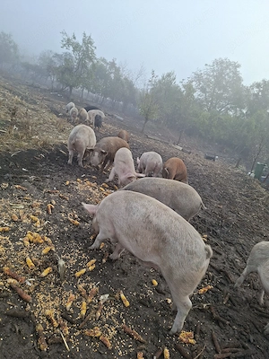 Vând porci
