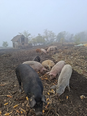 Vând porci