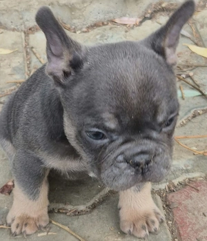 Fetițe Bulldog Francez - imagine 4