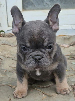 Fetițe Bulldog Francez - imagine 5
