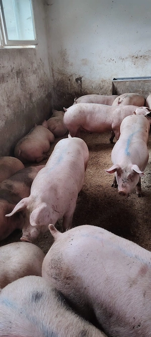 porci de carne 
