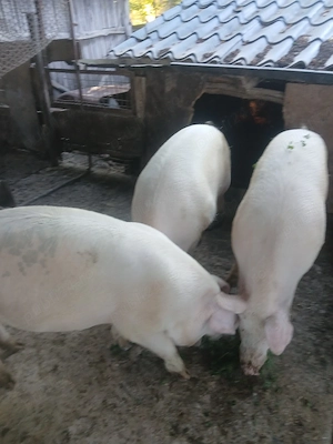 Porci de vanzare - imagine 2