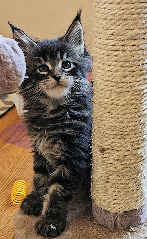 vând pui Maine coon - imagine 2