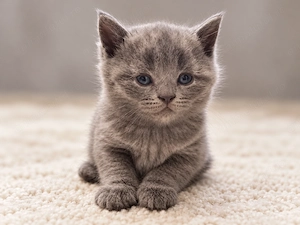British Shorthair Blue - imagine 3