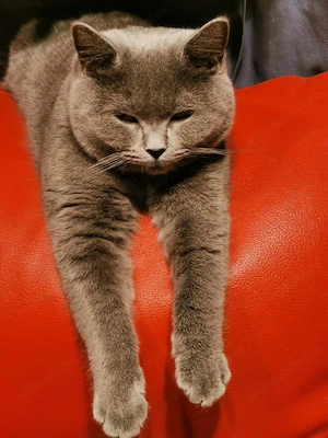 British Shorthair Blue - imagine 5