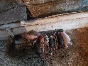 Purcei de 5 saptamani 