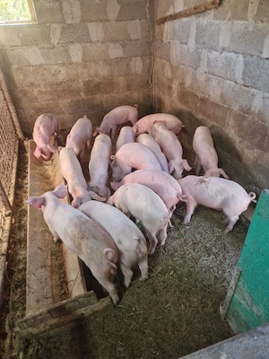 purcei de vanzare