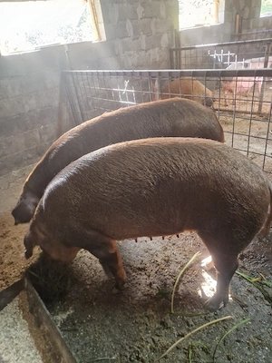 scroafe duroc 