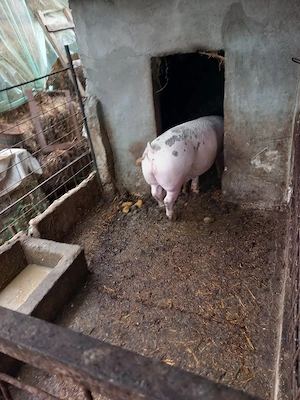 porci de vânzare  - imagine 3