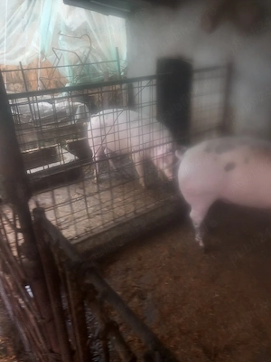porci de vânzare 