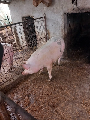 porci de vânzare  - imagine 5