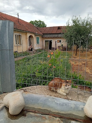 Vand casa bătrânească plus teren  - imagine 2