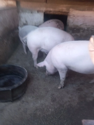 Porci grași crescuți cu cereale  - imagine 2
