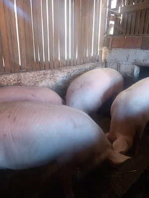 Porci grași crescuți cu cereale  - imagine 3