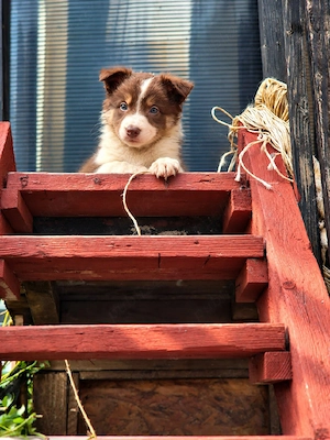 Border Collie pedigree export 
