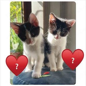 Ultimii 2 pisicei pentru adopție !