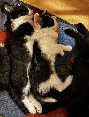 Ultimii 2 pisicei pentru adopție ! - imagine 4