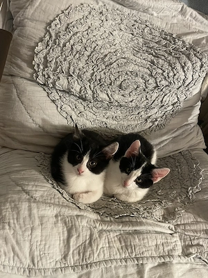 Ultimii 2 pisicei pentru adopție ! - imagine 5