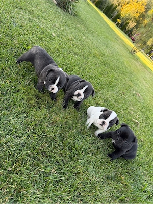 Bulldogi francezi - 9 saptamani - imagine 5