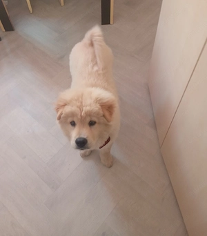 De vânzare chow chow 