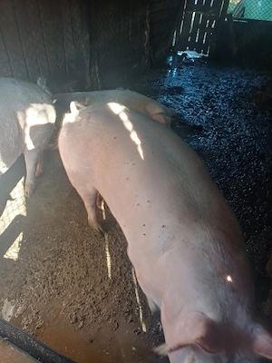Vand 1 porc - imagine 3
