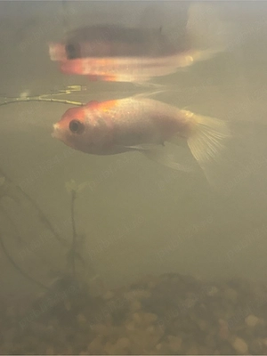 donez gourami și caras URGENT!!!!    - imagine 3