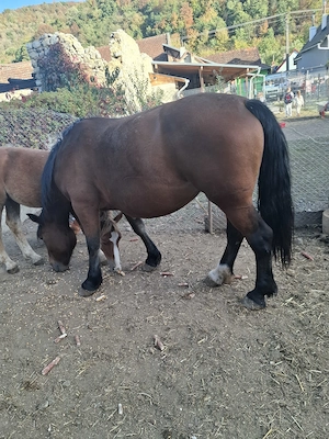 Vând iapă de 4 ani cu mânz de 5 luni 