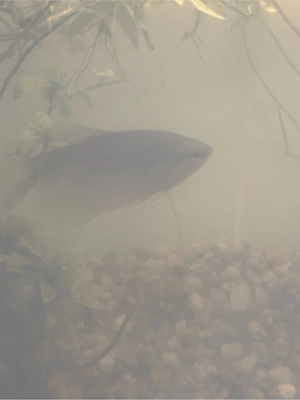 donez gourami și caras URGENT!!!!    - imagine 2