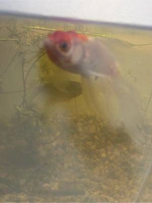 donez gourami și caras URGENT!!!!   
