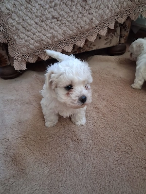 Catei bichon maltez toy 2 baietei si 2 fetite  - imagine 2