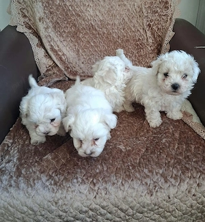 Catei bichon maltez toy 2 baietei si 2 fetite  - imagine 4