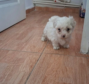 Catei bichon maltez toy 2 baietei si 2 fetite  - imagine 3