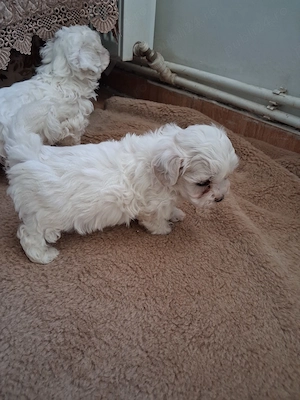 Catei bichon maltez toy 2 baietei si 2 fetite  - imagine 5