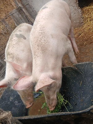 Porci (scroafe) de vânzare - imagine 2
