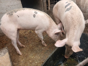 Porci (scroafe) de vânzare