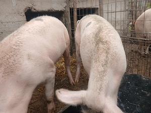 Porci (scroafe) de vânzare - imagine 3