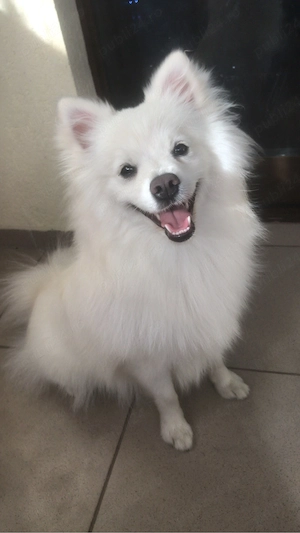 Pui Femelă Spitz Japonez 