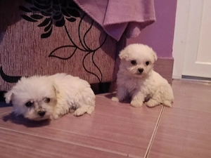Căței de bichon. - imagine 2
